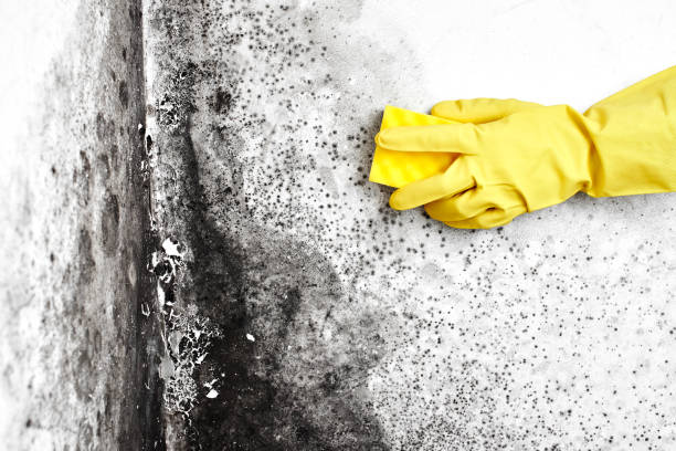 Best Attic Mold Removal  in Hurlock, MD