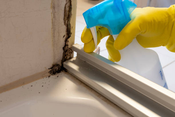 Best Professional Mold Removal  in Hurlock, MD