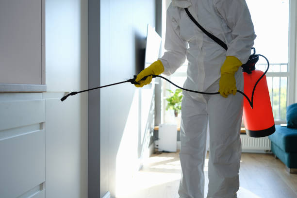 Best Home Mold Removal  in Hurlock, MD