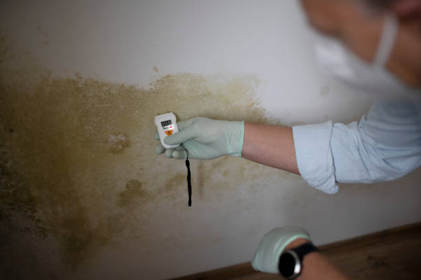 Best Mold Remediation  in Hurlock, MD