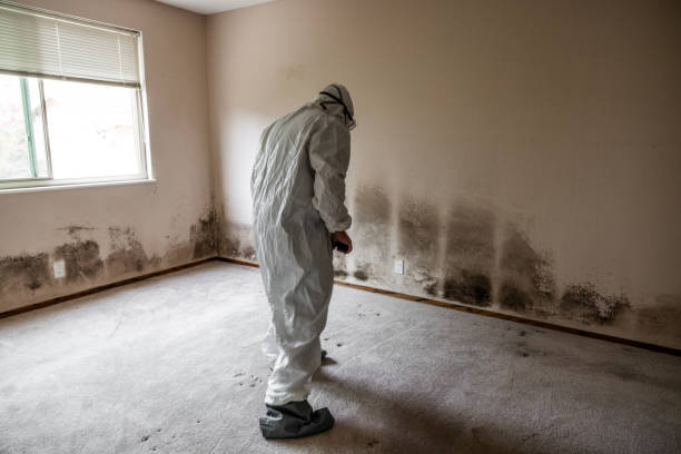 Best Best Mold Removal Companies  in Hurlock, MD