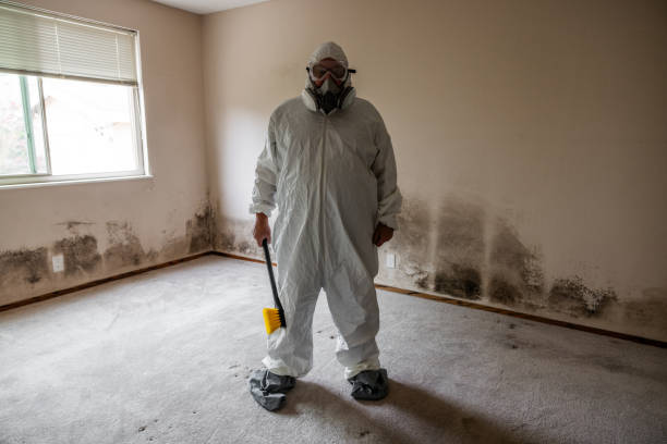 Best Mold Removal Company Near Me  in Hurlock, MD