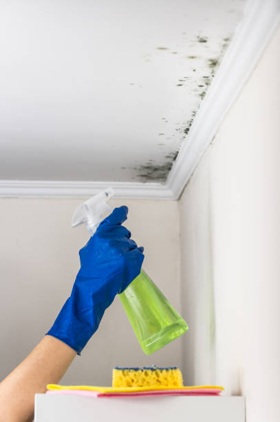 Best Fast Mold Removal  in Hurlock, MD