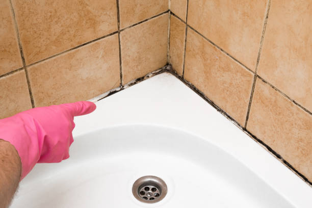 Best Affordable Mold Removal  in Hurlock, MD
