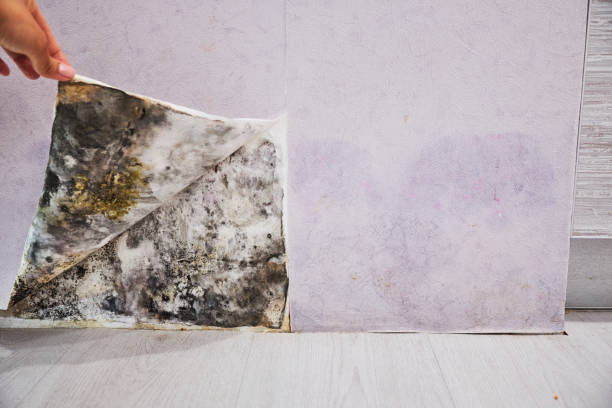 Best Mold Testing  in Hurlock, MD